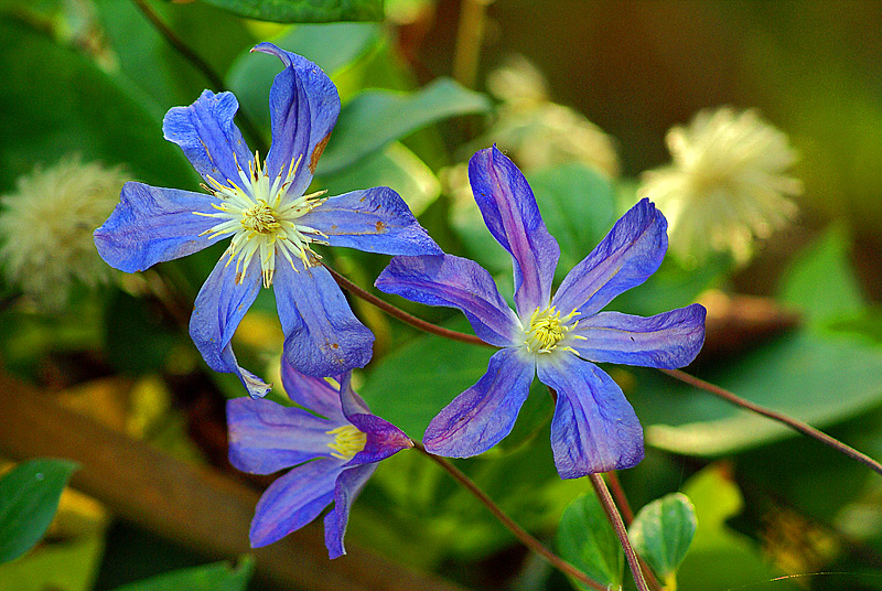 Image of Clematis &times; jackmanii specimen.