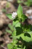 Asperula caucasica