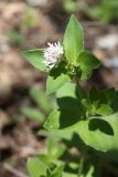 Asperula caucasica