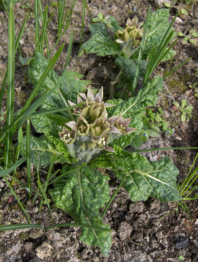 Изображение особи Mandragora officinarum.