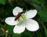 Anemone baicalensis ssp. kebeshensis