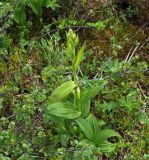 Veratrum lobelianum