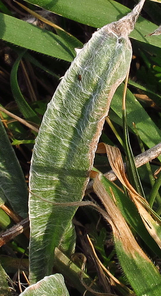 Image of Plantago albicans specimen.