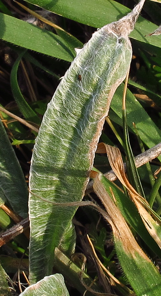 Изображение особи Plantago albicans.