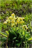 Primula macrocalyx