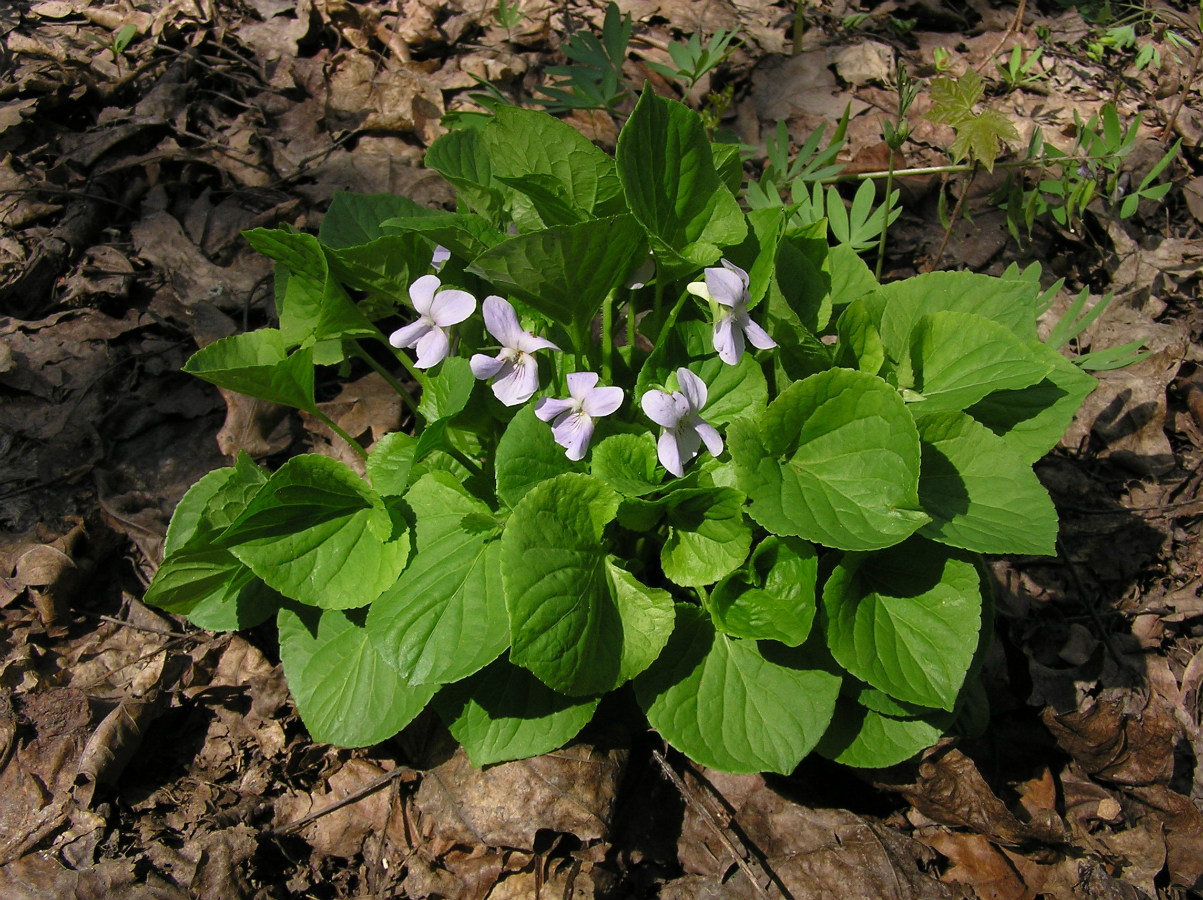 Image of Viola mirabilis specimen.