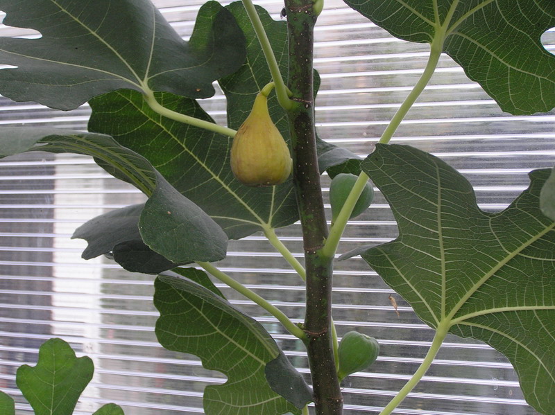 Image of Ficus carica specimen.