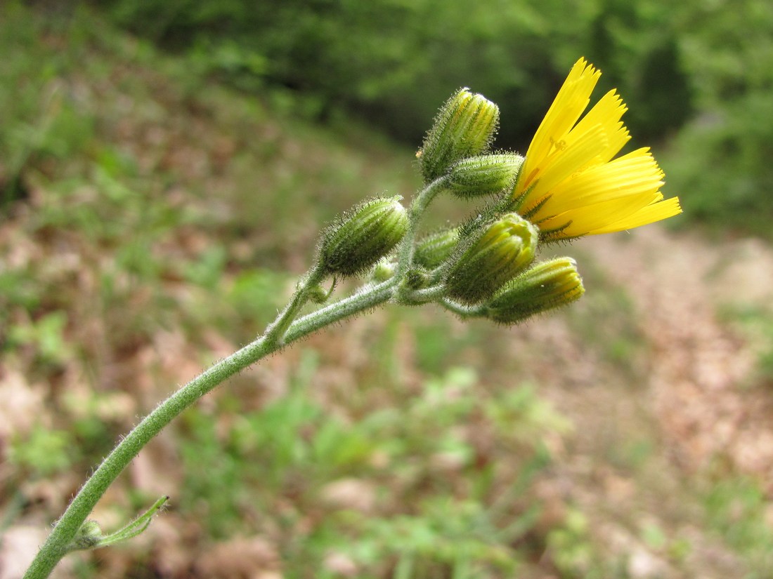 Image of Hieracium gentile specimen.