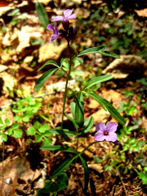 Image of Cardamine trifida specimen.