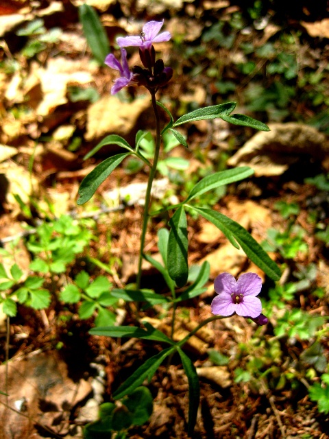 Изображение особи Cardamine trifida.