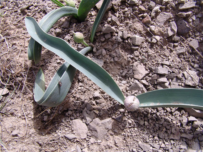 Image of Allium akaka specimen.