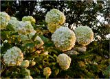 Viburnum opulus form roseum