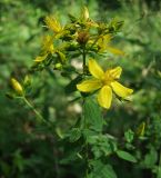 Hypericum perforatum. Верхушка цветущего растения. Татарстан, г. Бавлы. 16.06.2012.