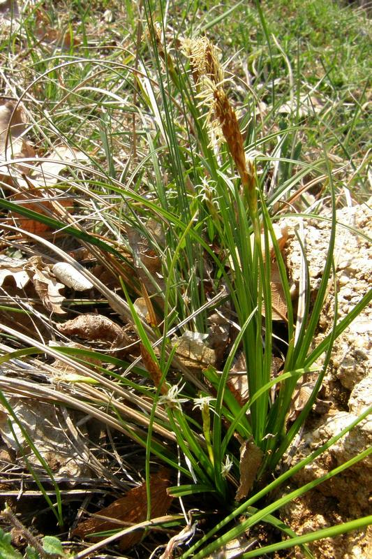 Image of Carex hirta specimen.