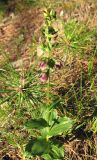 Epipactis helleborine