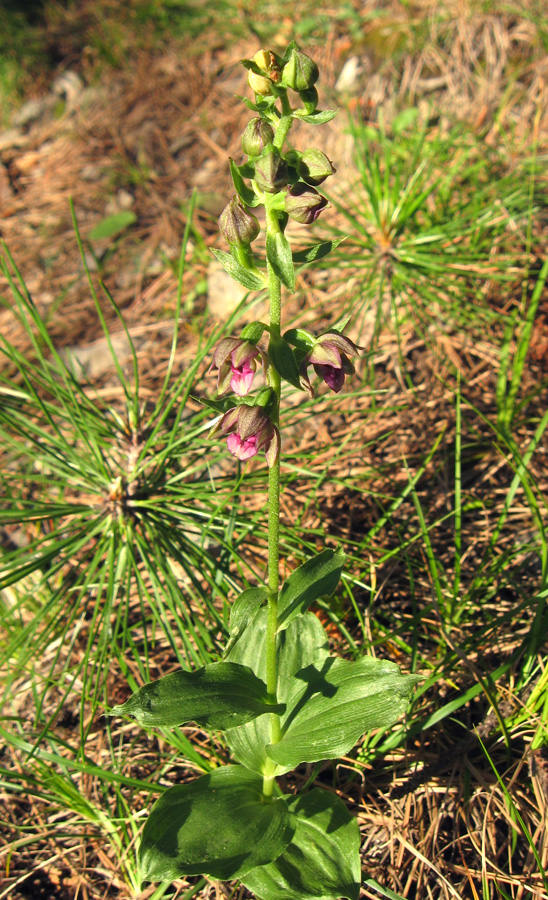 Изображение особи Epipactis helleborine.