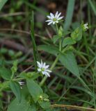 Myosoton aquaticum