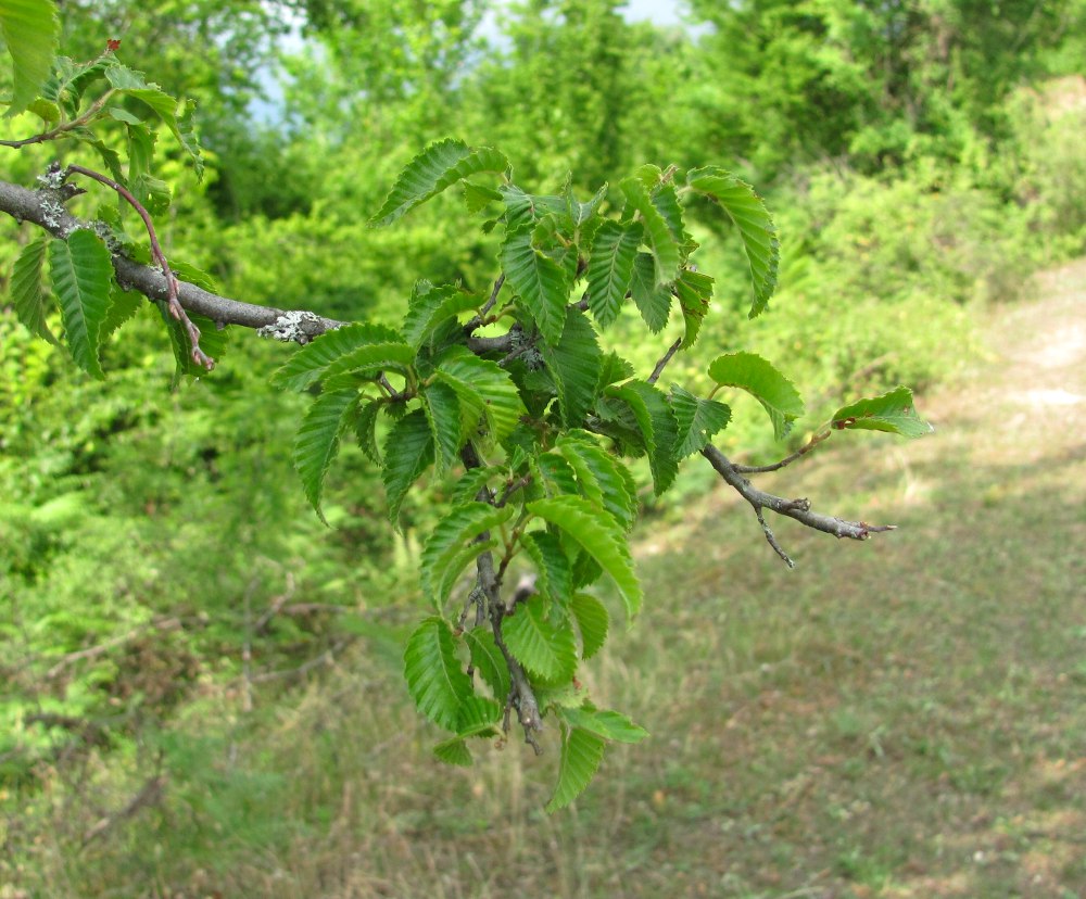 Изображение особи Carpinus betulus.