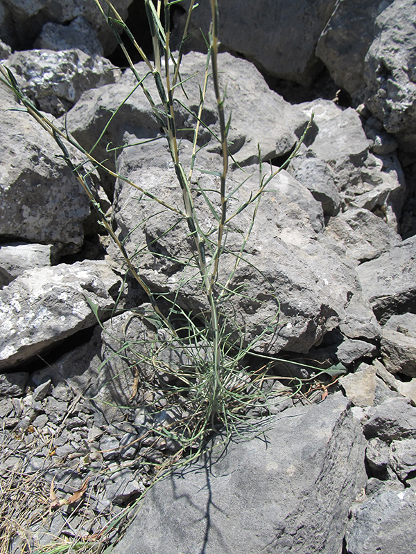 Image of Scariola viminea specimen.