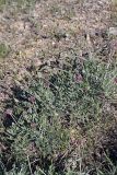 genus Astragalus. Цветущее растение. Южный Казахстан, горы Каракус; высота 910 м н.у.м. 20.04.2012.