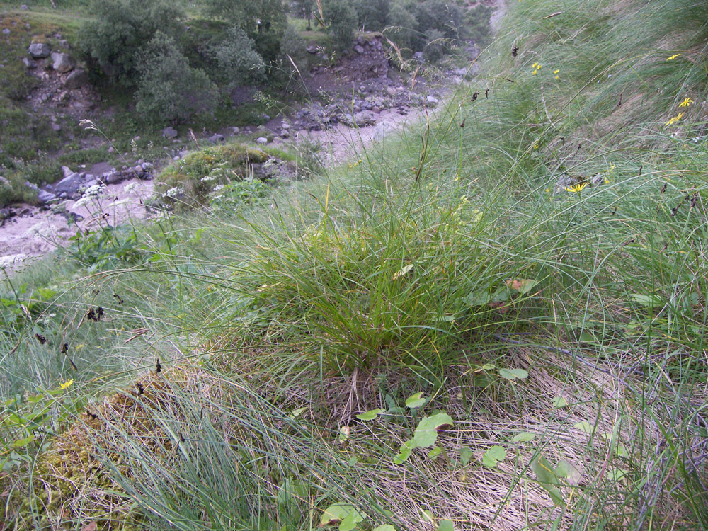 Изображение особи Carex paupercula.