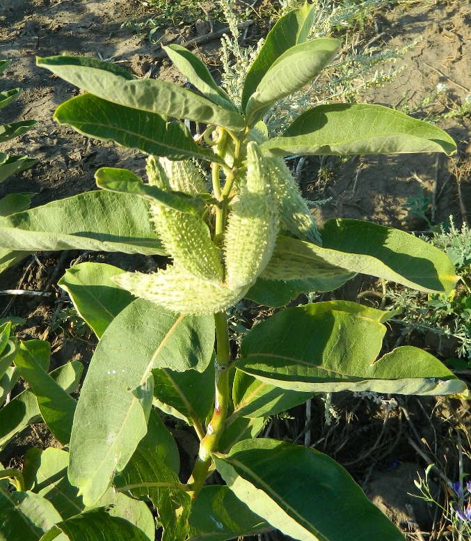 Изображение особи Asclepias syriaca.