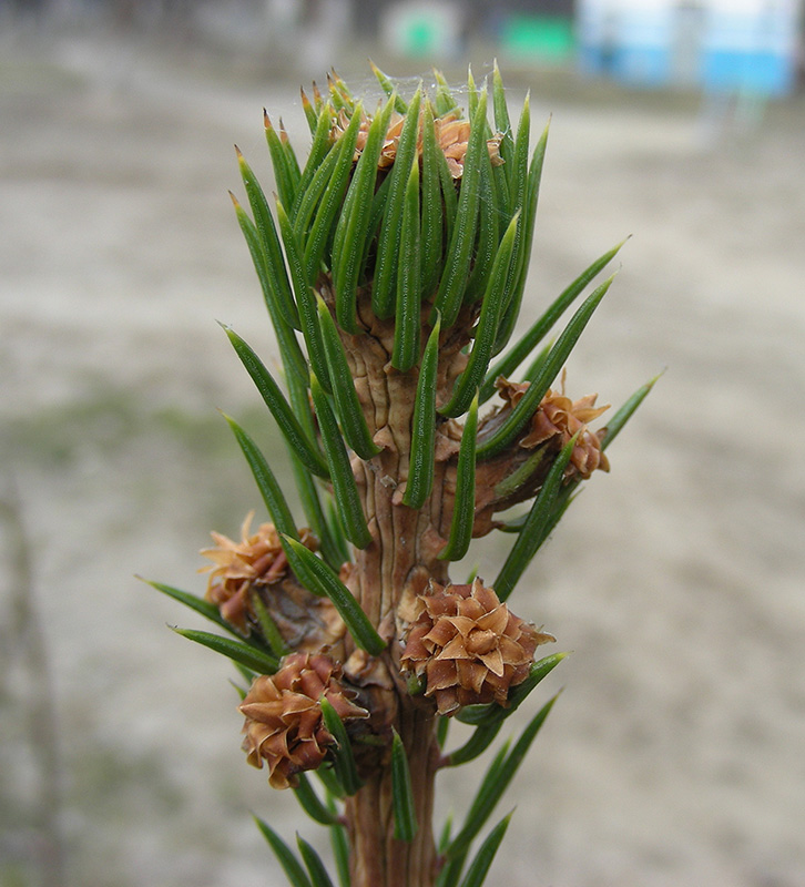 Image of Picea abies specimen.