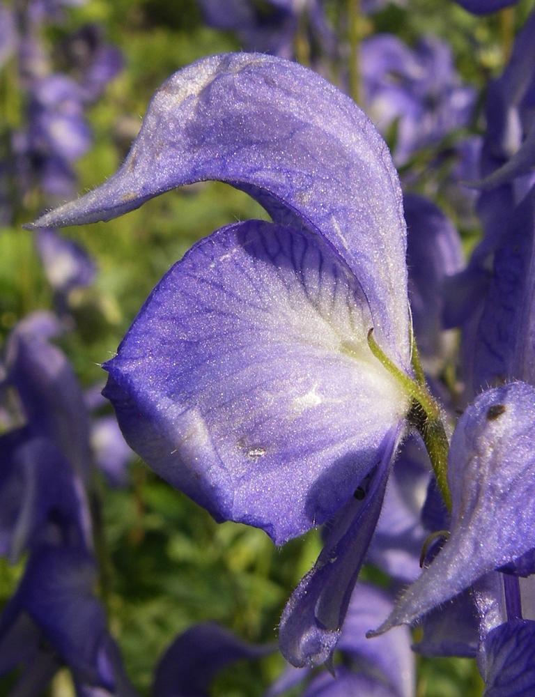 Изображение особи Aconitum nemorum.