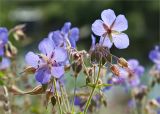 Geranium pratense. Верхушка цветущего растения, побережье Белого моря. Мурманская обл., с. Княжая Губа. 29.07.2012.
