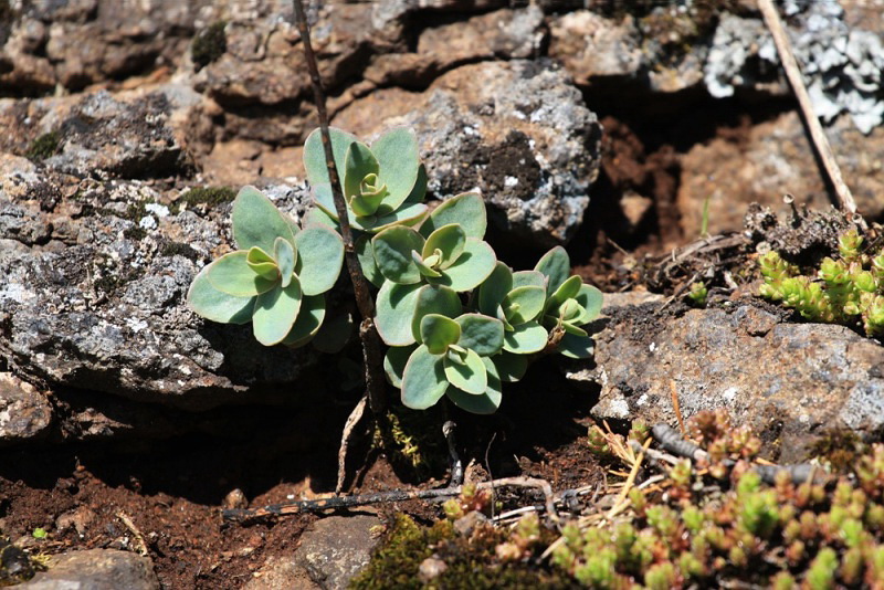 Image of Hylotelephium ruprechtii specimen.