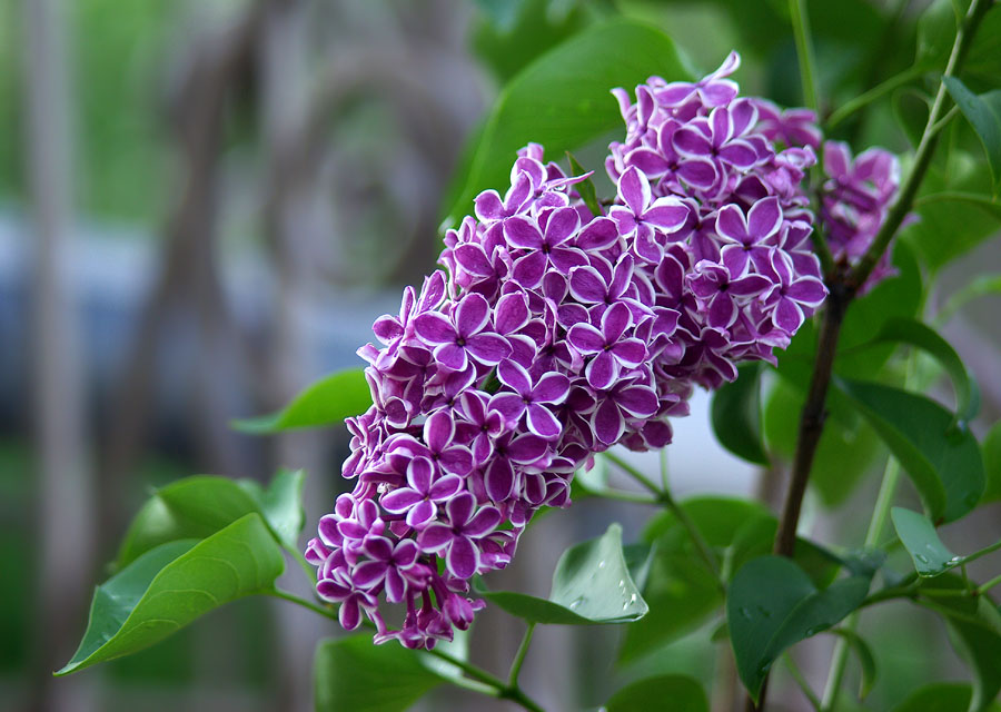 Изображение особи Syringa vulgaris.