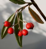 Cotoneaster salicifolius