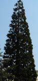 Sequoiadendron giganteum. Крона. Крым, Ялта. 05.04.2009.