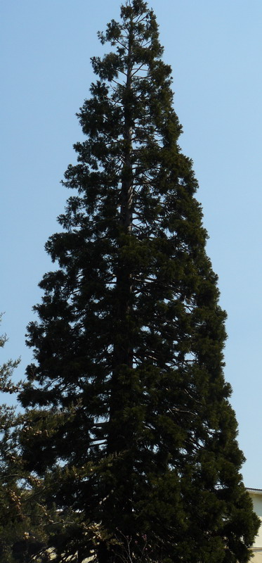 Image of Sequoiadendron giganteum specimen.