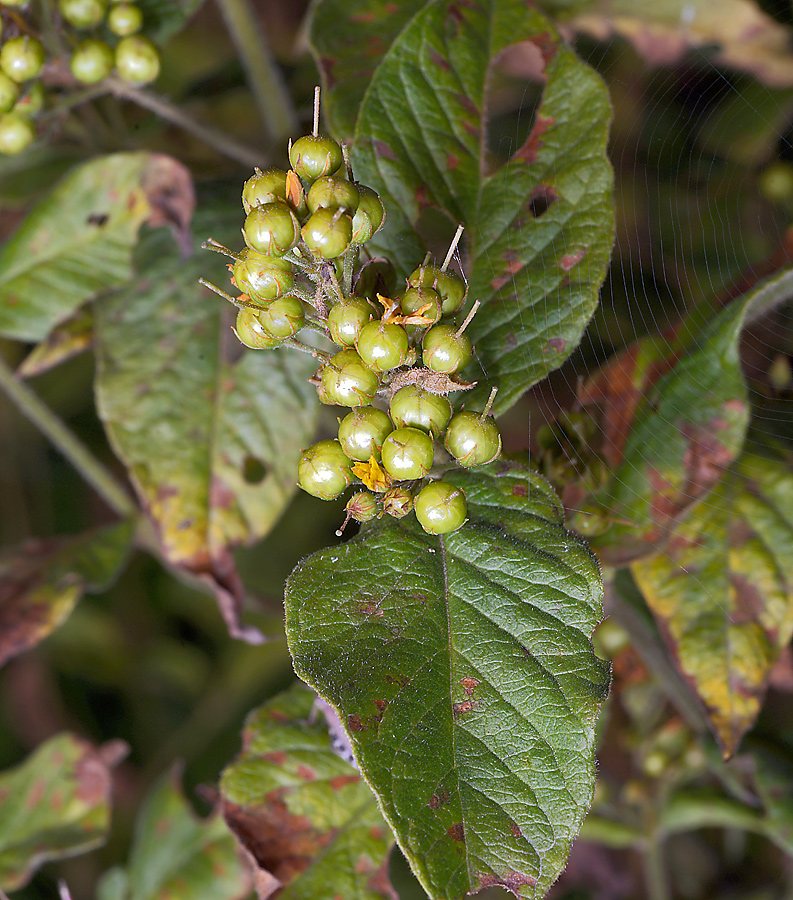 Изображение особи Lysimachia vulgaris.