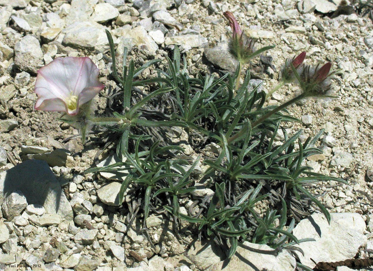 Image of Convolvulus tauricus specimen.