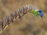 Echium vulgare. Засыхающий побег с цветками. Ростовская обл., Неклиновский р-н, Большенеклиновское с/п, балка Быкодорова. 25.08.2012.