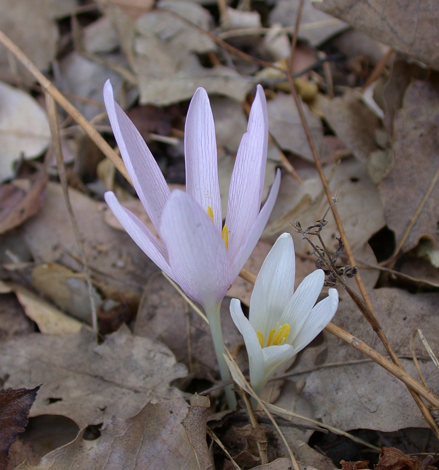 Image of Colchicum decaisnei specimen.