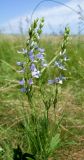 Veronica jacquinii