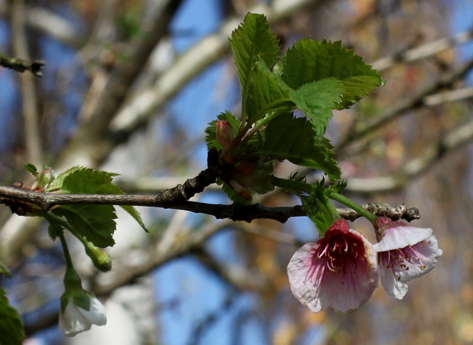 Image of Prunus umbellata specimen.
