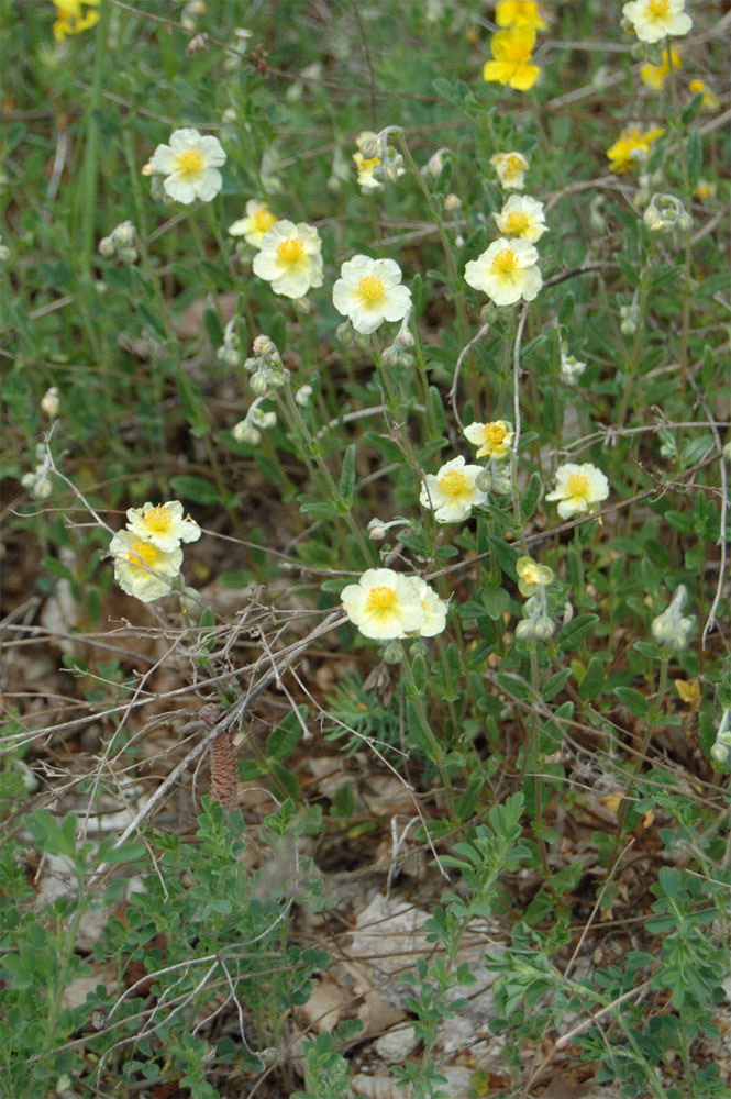 Image of Helianthemum nummularium specimen.