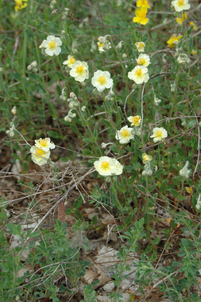 Изображение особи Helianthemum nummularium.