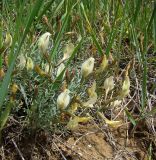 Astragalus pseudotataricus. Цветущее растение. Краснодарский край, сухой южный склон над р. Ея у станицы Шкуринская. 12.05.2009.