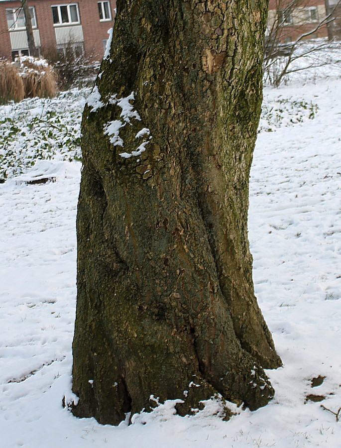 Image of Magnolia kobus specimen.