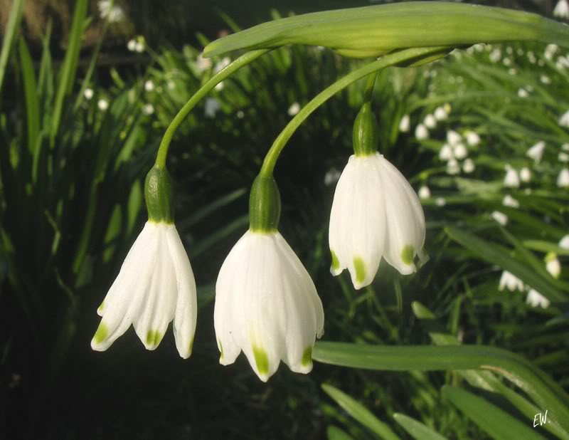 Image of Leucojum aestivum specimen.