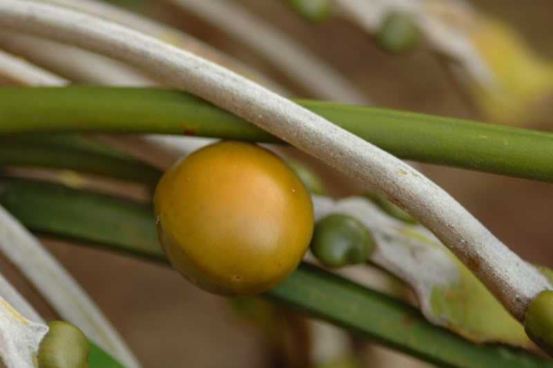 Image of Cycas circinalis specimen.