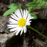 Erigeron karvinskianus. Соцветие. Испания, Страна Басков, провинция Гипускоа, г. Сан-Себастьян, парк. 18.07.2012.