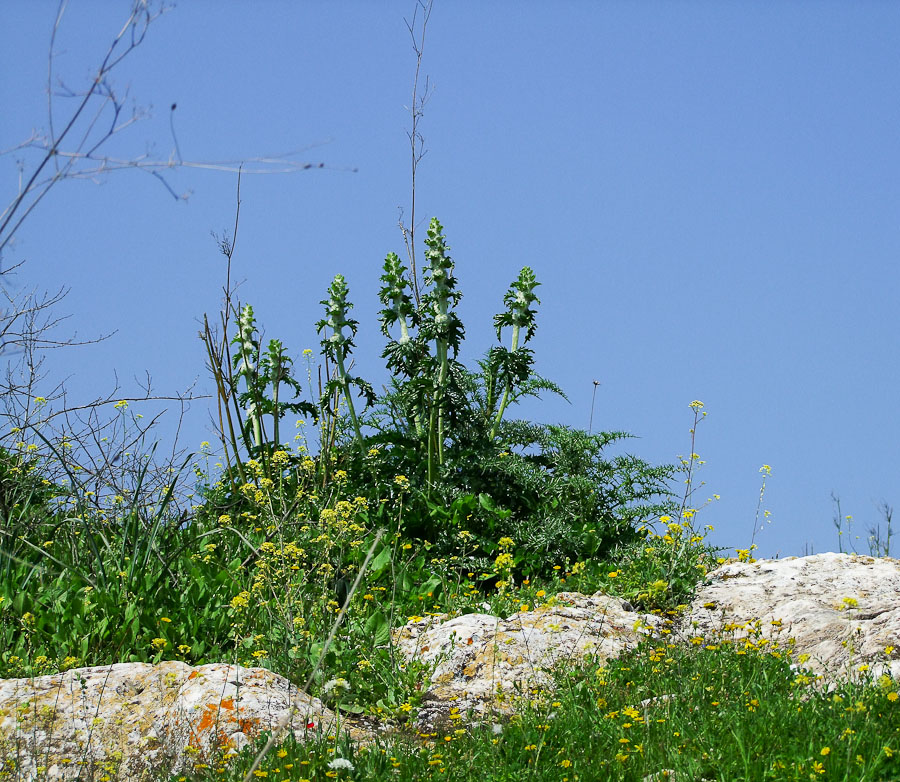 Image of Phlomoides laciniata specimen.