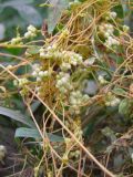 Cuscuta cesatiana