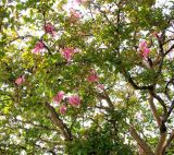 Lagerstroemia indica. Верхняя часть кроны цветущего дерева. Хорватия, Истрия, г. Пореч, у рынка на набережной. 06.09.2012.